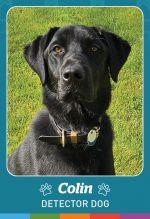 Photo shows detector dog Colin