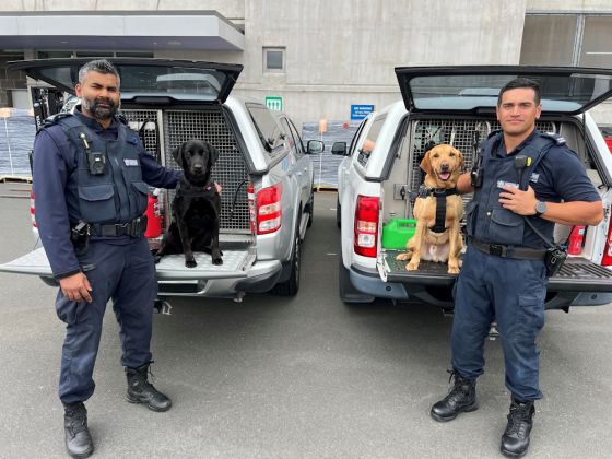 Detector dogs Sammy and Winnie put a stop to prison contraband image