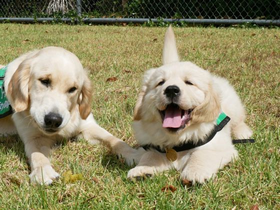 New Mobility Dog puppy joins Puppies in Prison Programme image