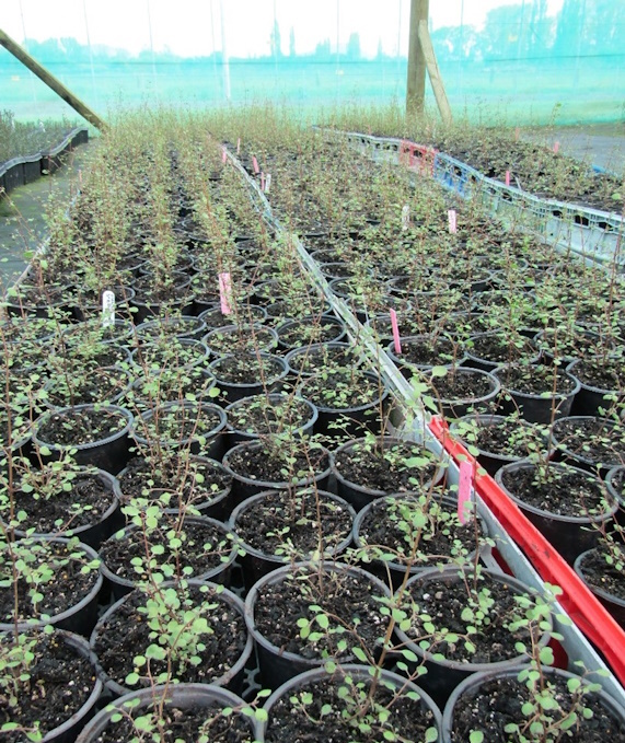 Tongariro Prison’s focus on industries and partnership has proved fruitful with over 1,000 seedlings of a rare native plant being cultivated in the last year.