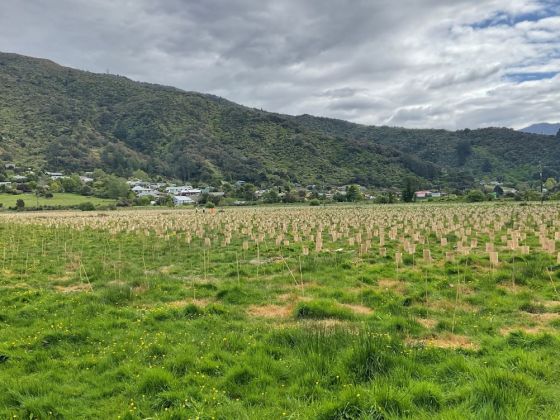 Marlborough Catchment restoration benefits from Rolleston Prison horticulture image